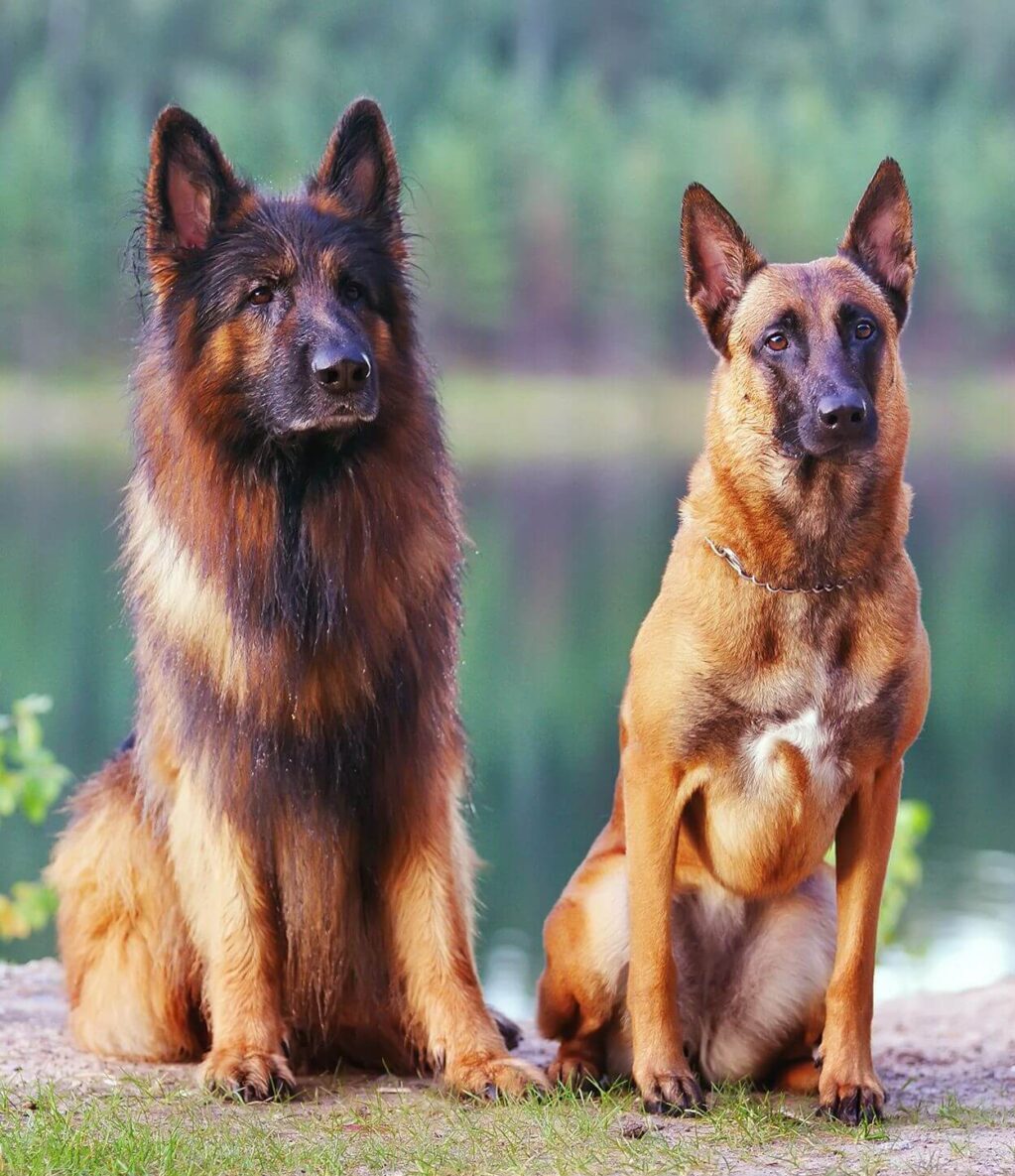 Belgian Malinois Vs German Shepherd Check The Differences