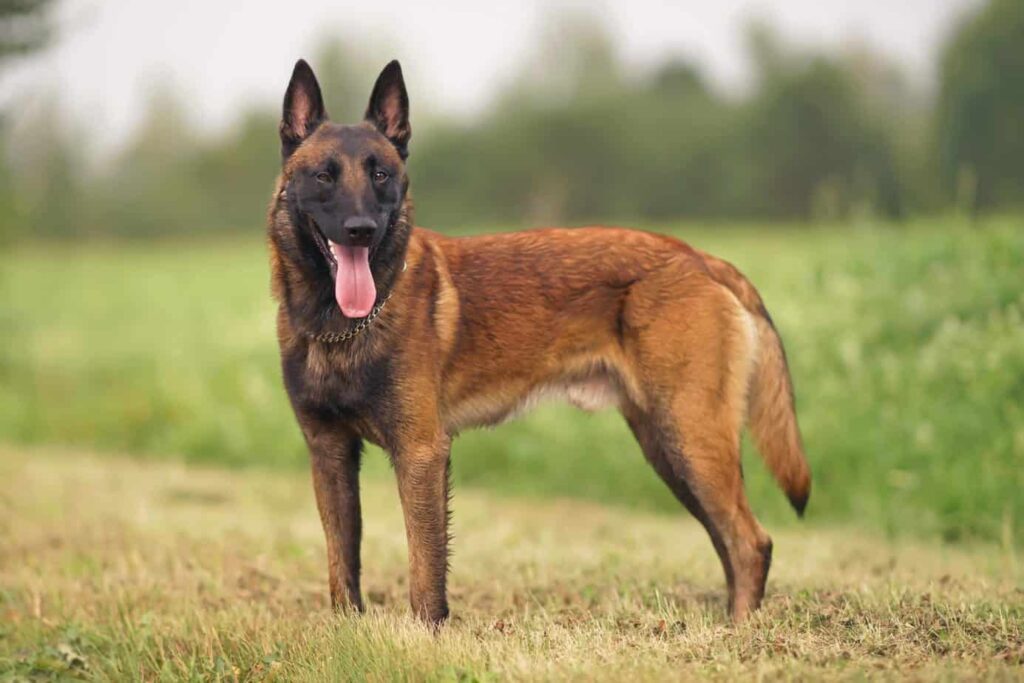 Belgian Malinois vs German shepherd: What's The Difference?