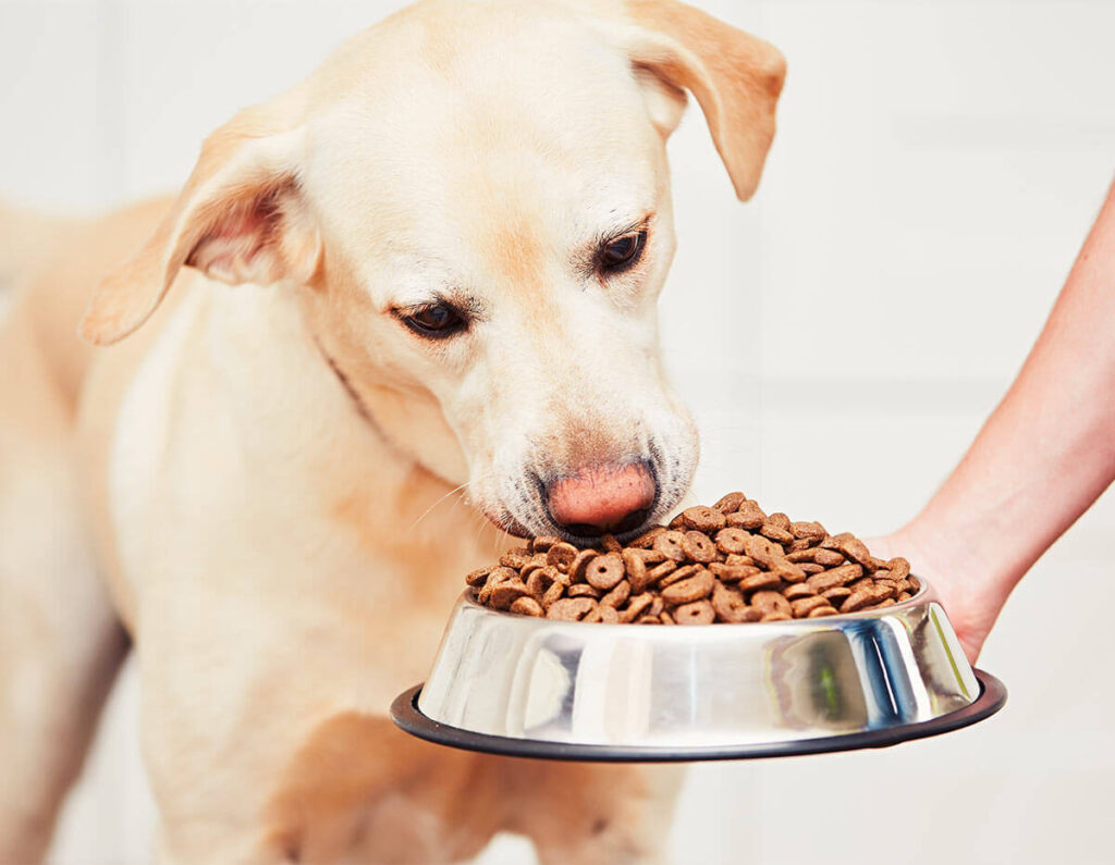 7 Best Dog Food For Sensitive Stomach For 2020 (Reviews
