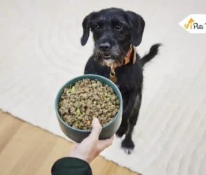 best dog foods for sensitive stomach