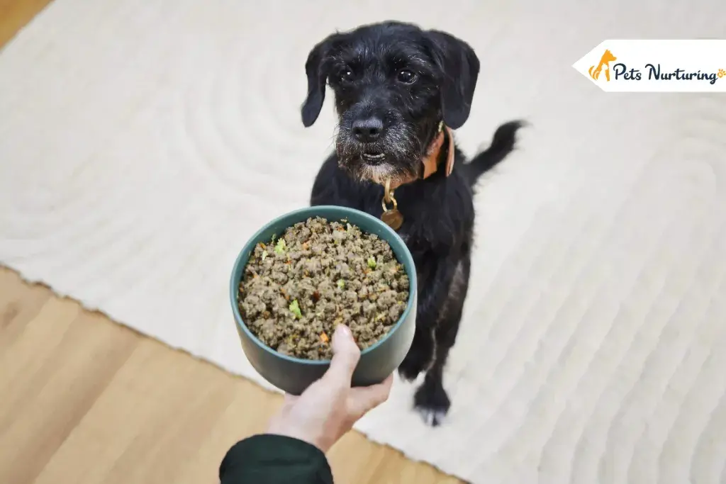 best dog foods for sensitive stomach