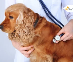 bladder cancer in dog