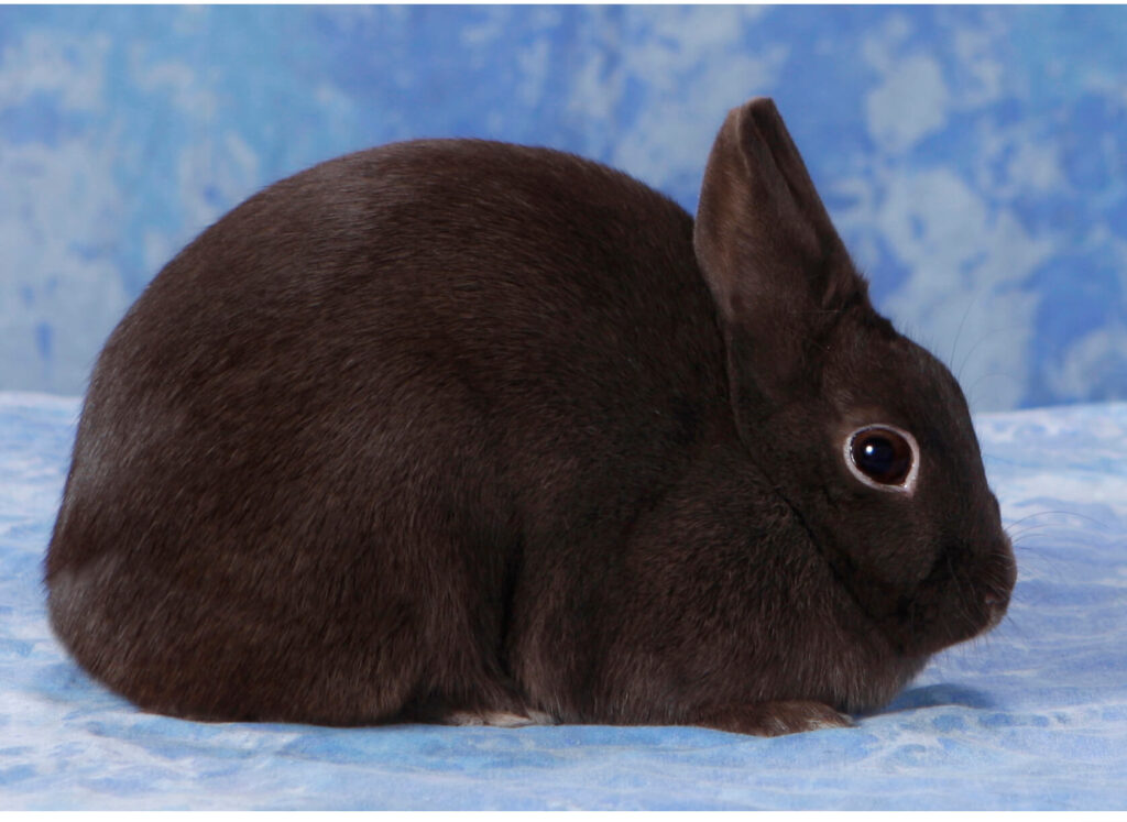 Mini Satin Rabbit Is It A Right Breed For You Pets Nurturing