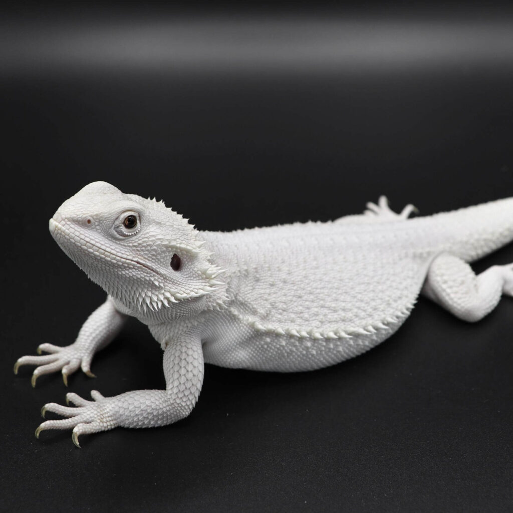 Know Different Types Of Bearded Dragons Pets Nurturing