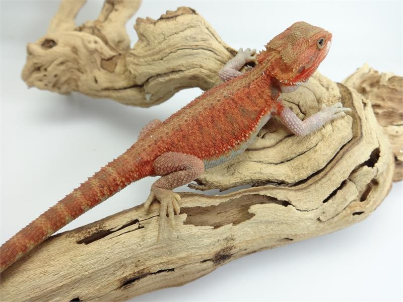 Hypo bearded dragons are create when two bearded dragons with translucent t...