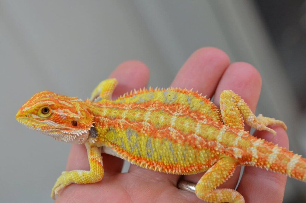 Bearded Dragon Colors: types of bearded dragons