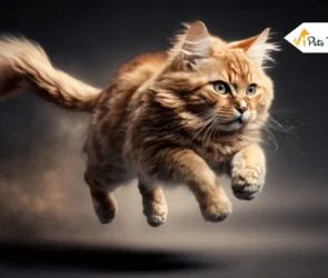 why do cat have whiskers