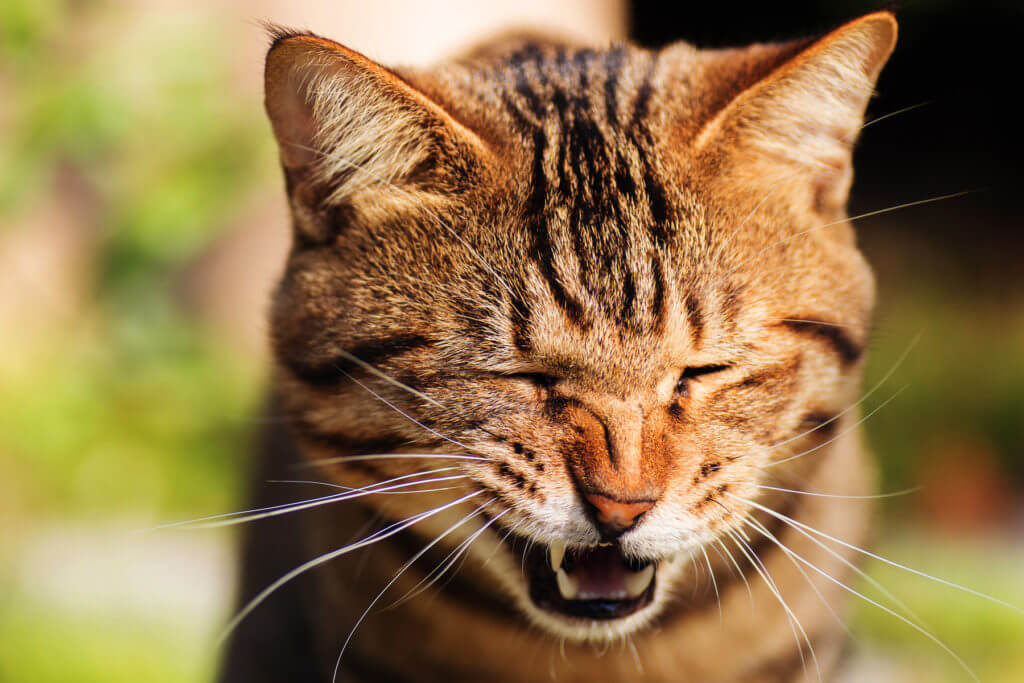 Why Do Cats Have Whiskers? 7 Fun Whisker Facts | Pets ...