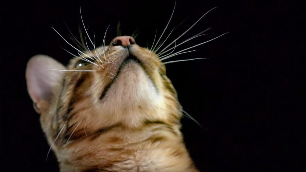 why do cats have whiskers