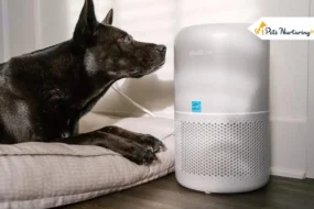 Air Purifier for Pet