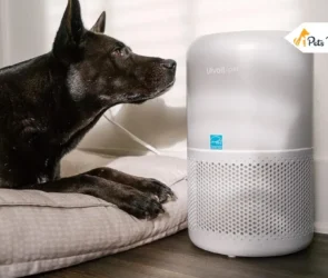 Air Purifier for Pet