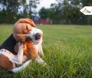 Diatomaceous of Earth for Fleas
