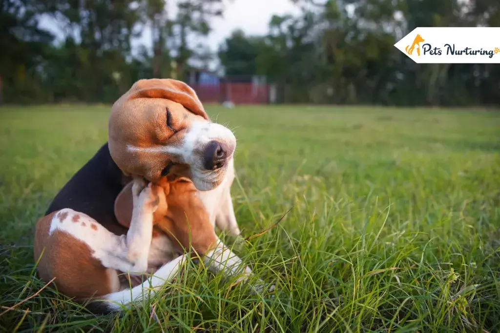 Diatomaceous of Earth for Fleas