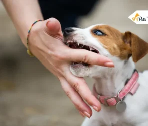 How to Stops Puppy from Biting