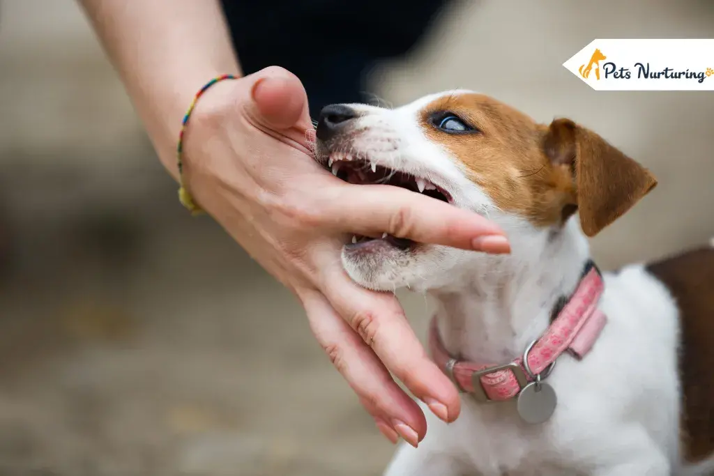 How to Stops Puppy from Biting