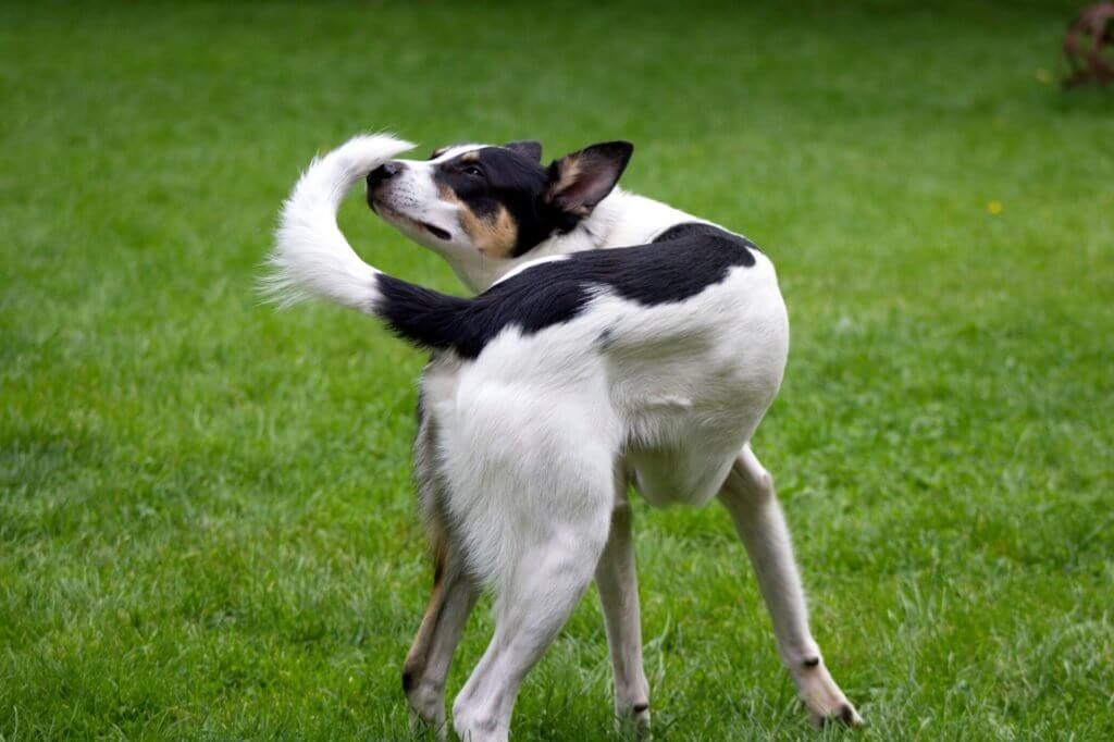  dog chasing tail