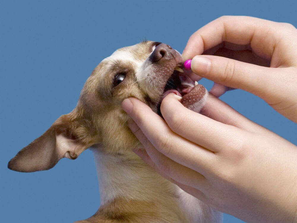  how to give a dog a pill