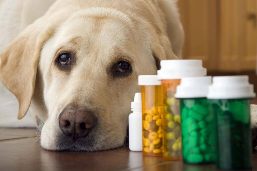 How to Give a Dog a Pill 7 Tricks to Get Your Uncooperative Dog to