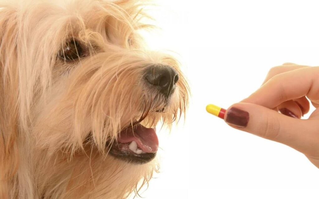 how to give a dog a pill