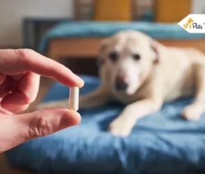 how to give a dog a pills