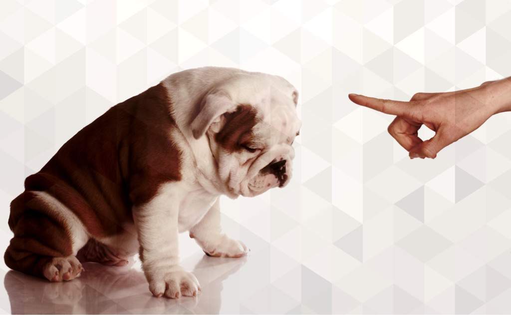  how to stop a puppy from biting
