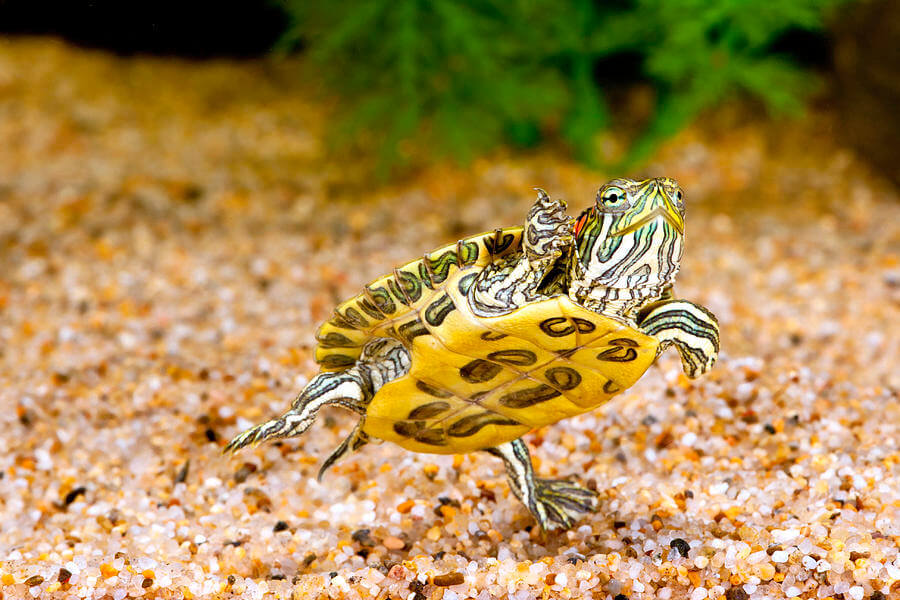 Red-Eared Slider Turtle