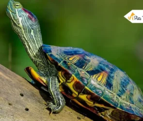 red eared slider turtles