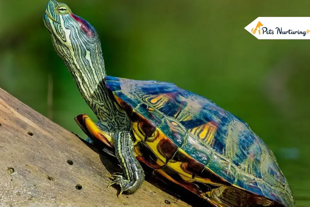 red eared slider turtles