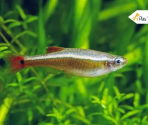 white cloud mountain minnow