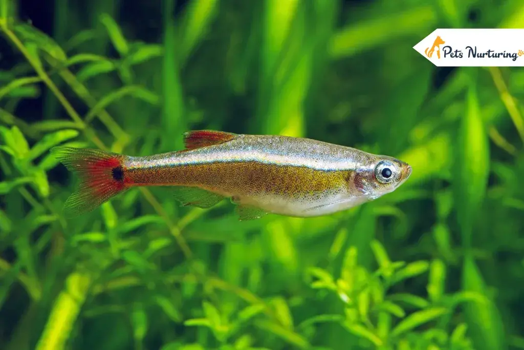white cloud mountain minnow