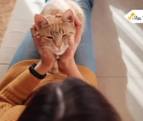 why do cat stare at you