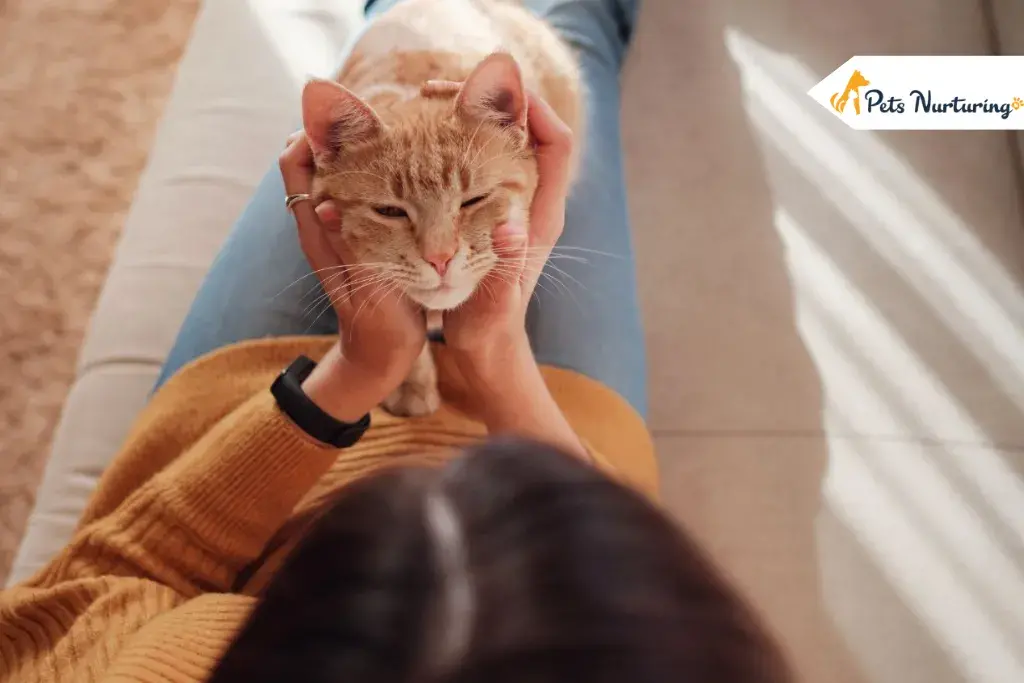 why do cat stare at you