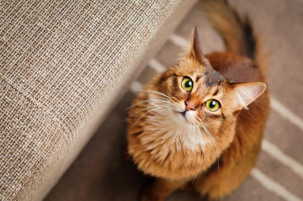 Why Do Cats Stare at You? Reasons Revealed! Pets Nurturing