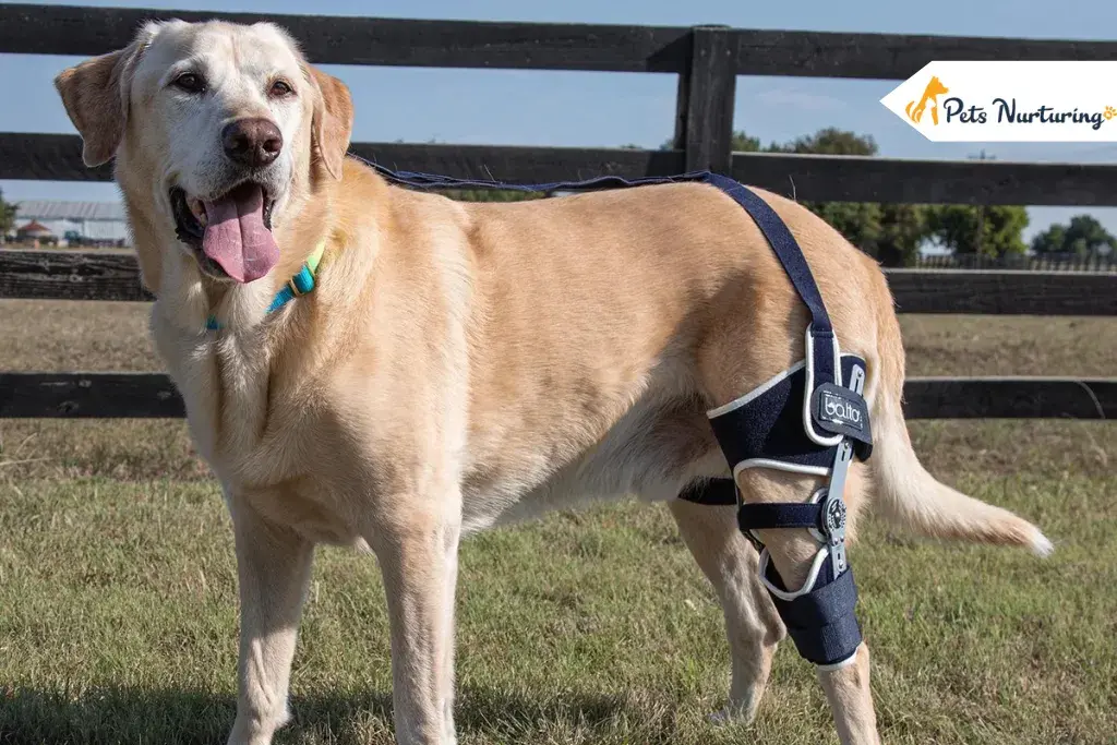 Dog Knee Braces