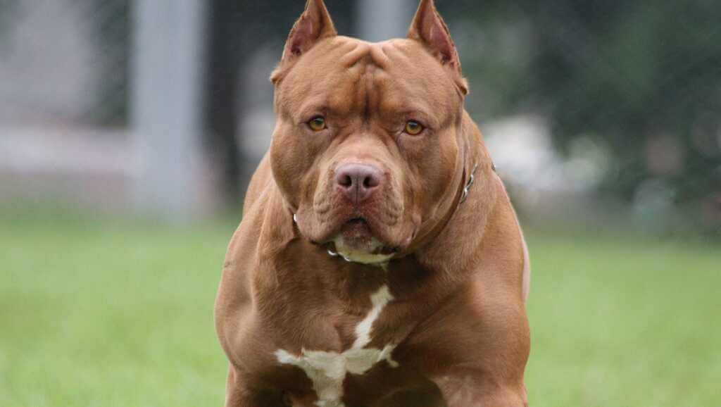 Most Aggressive Dog Breeds: Pitbull