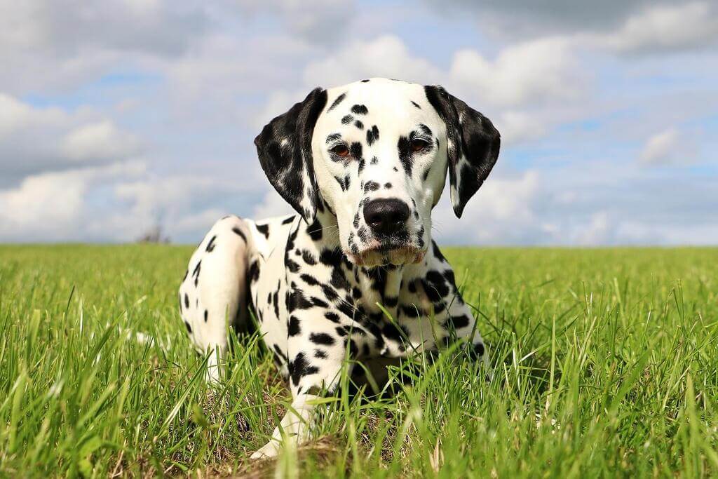 Most Aggressive Dog Breeds: Dalmatian