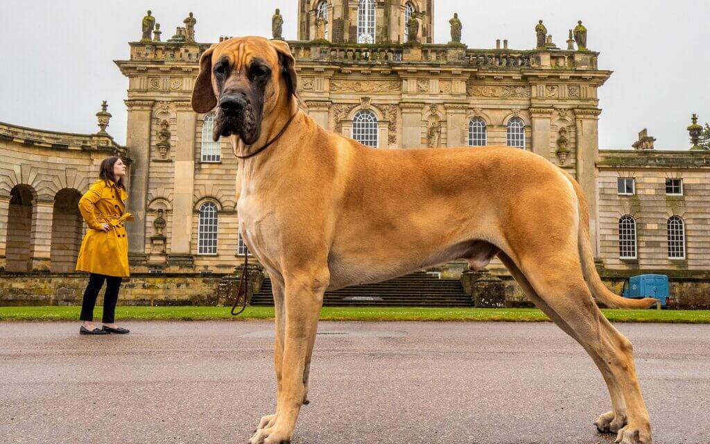 Most Aggressive Dog Breeds: Great Dane