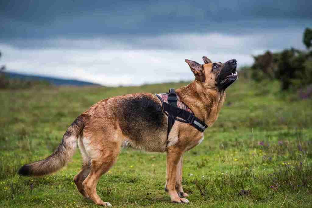 Most Aggressive Dog Breeds: German Shepherd