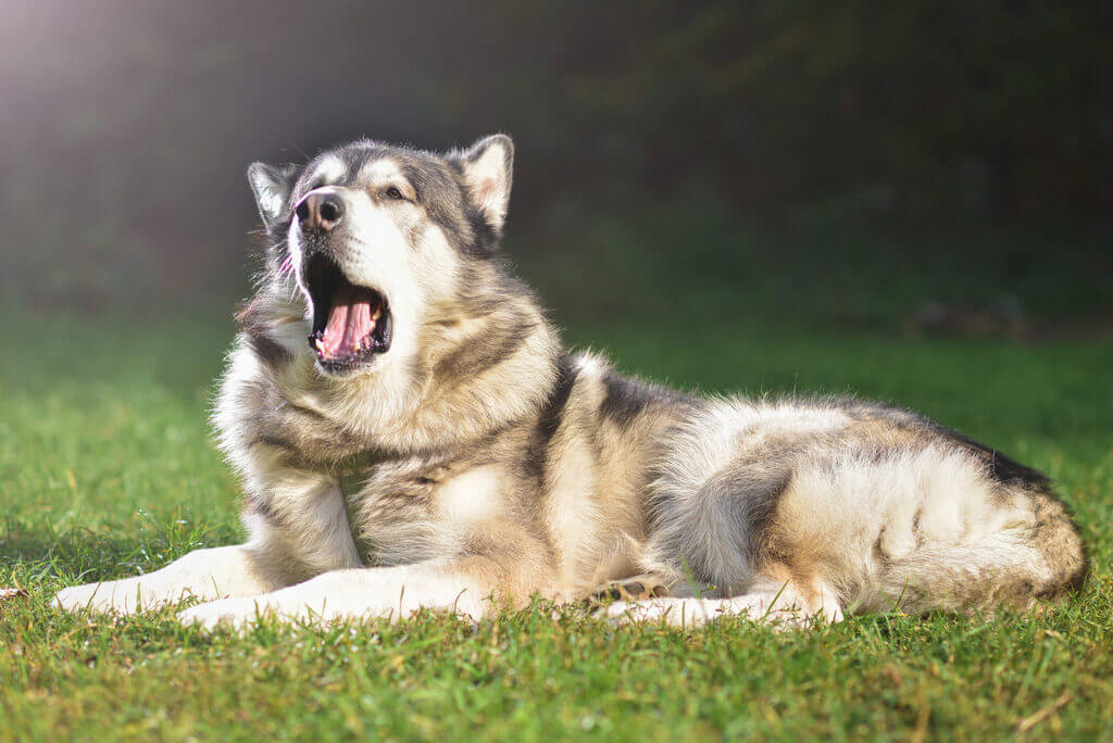 Most Aggressive Dog Breeds: Alaskan Malamute