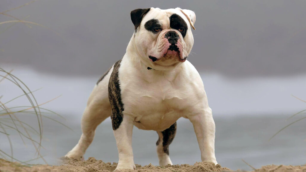 Most Aggressive Dog Breeds: American Bulldog