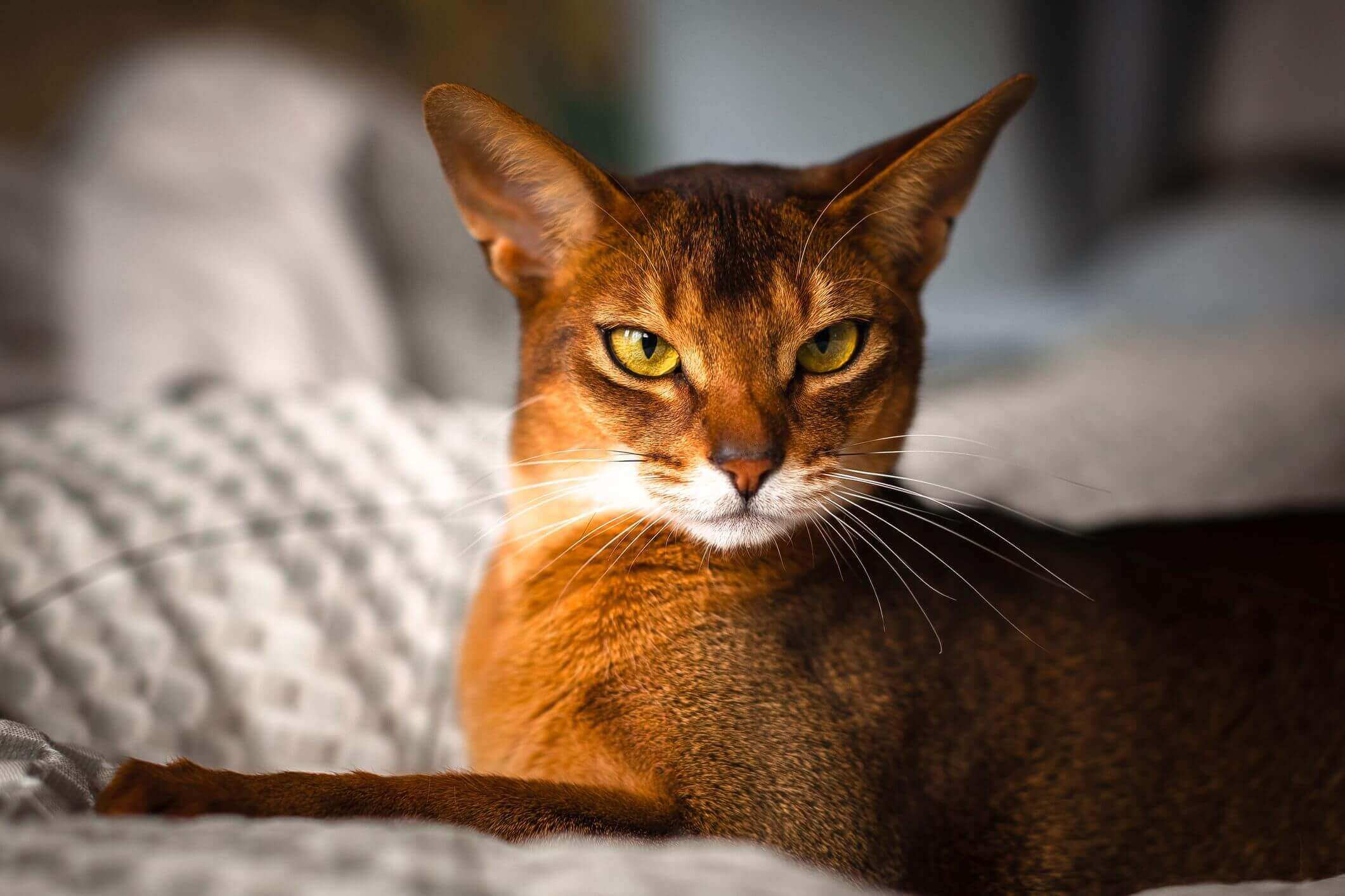 Abyssinian: Smartest Cat Breed