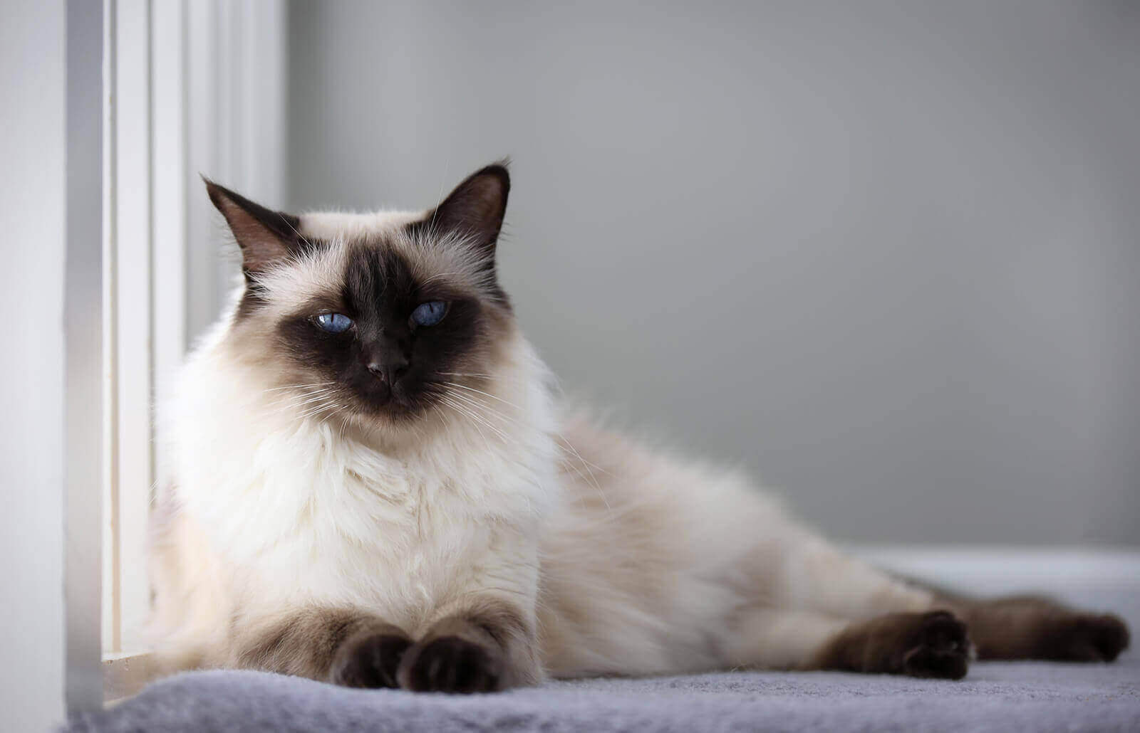 Balinese: Smartest Cat Breed