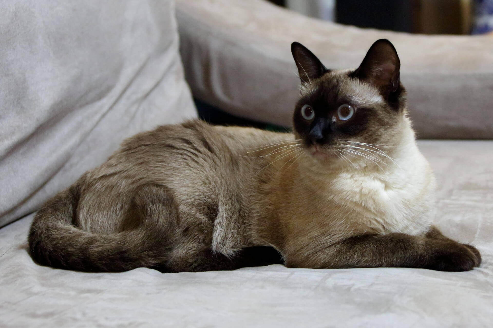 Burmese: Smartest Cat Breed