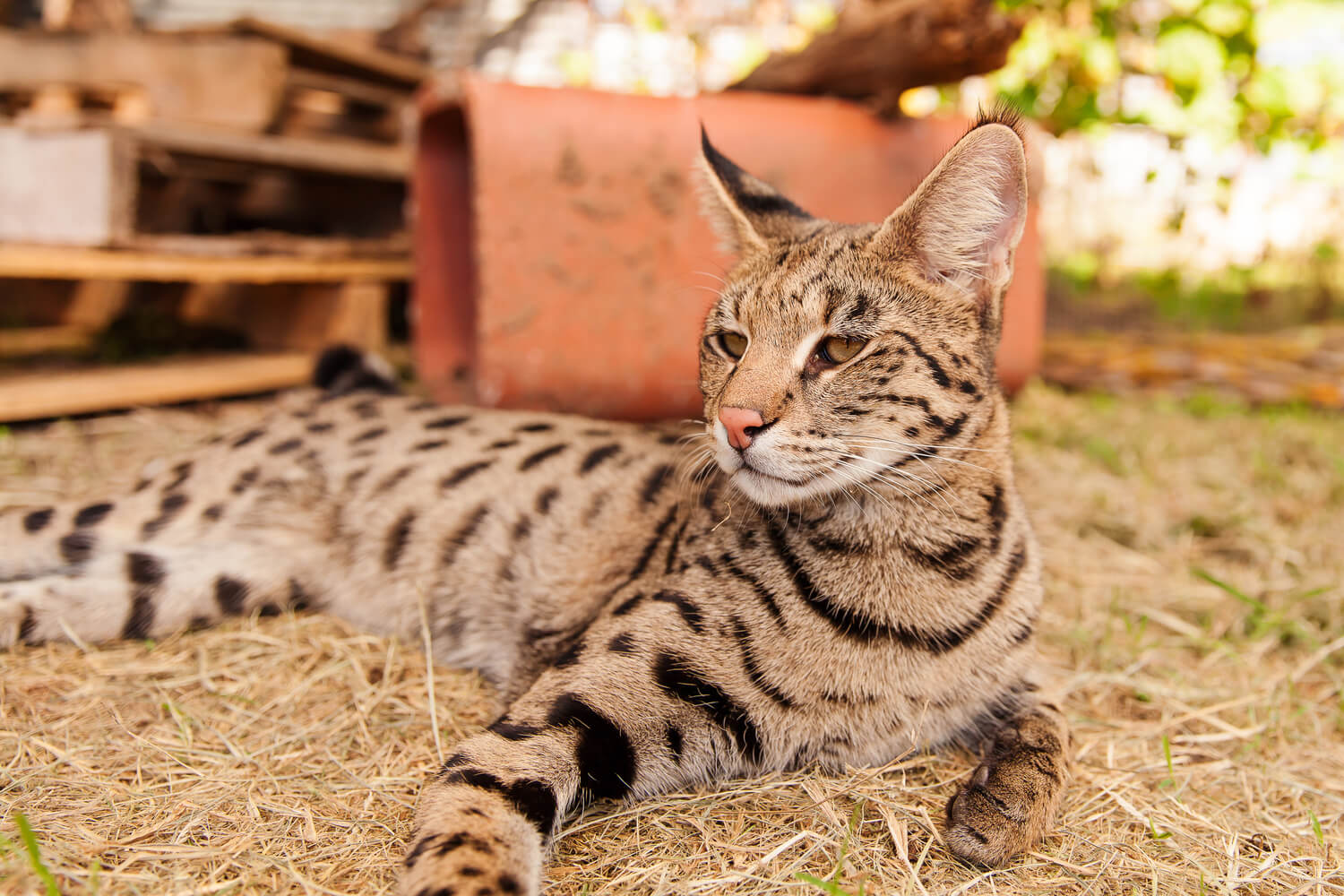 Savannah Cat: Smartest Cat Breed