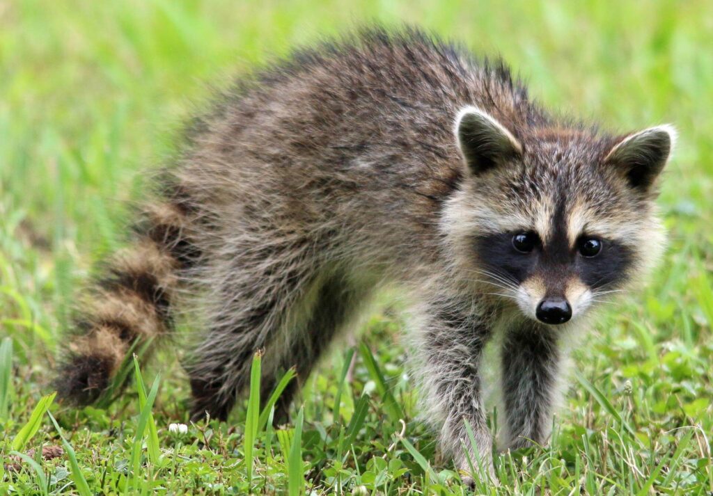 Raccoons: Species that Can Cause Foundation
