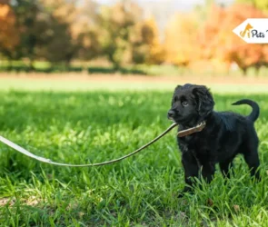 Training of Puppy