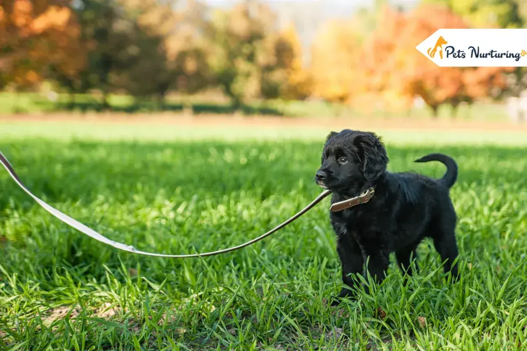 Training of Puppy
