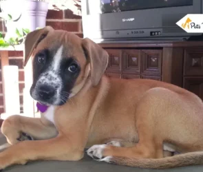 Boxer Labs Mix