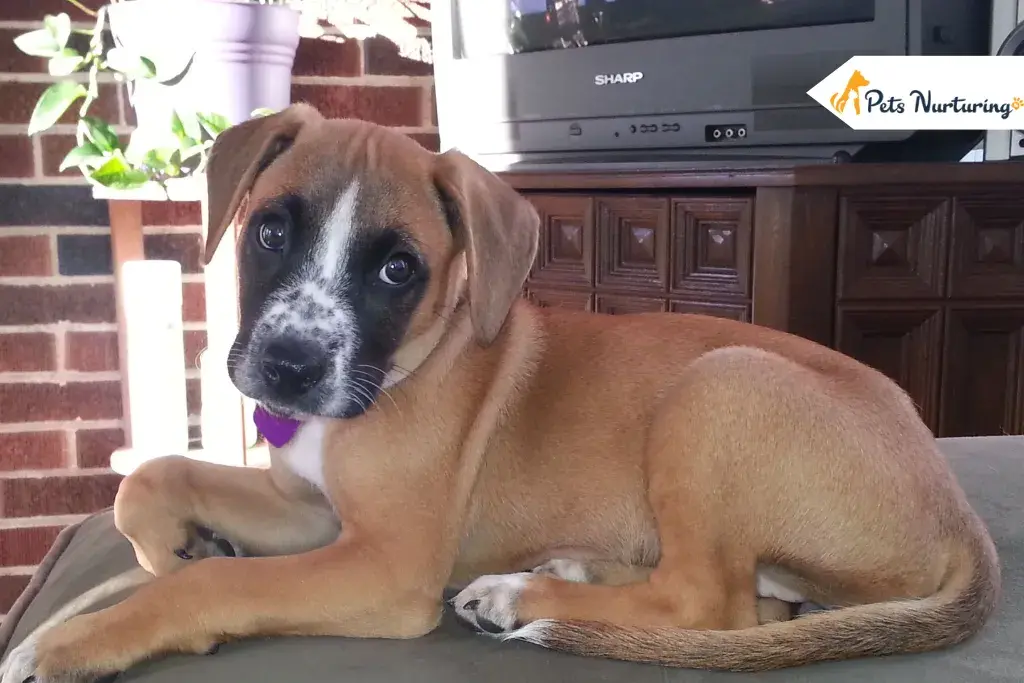 Boxer Labs Mix