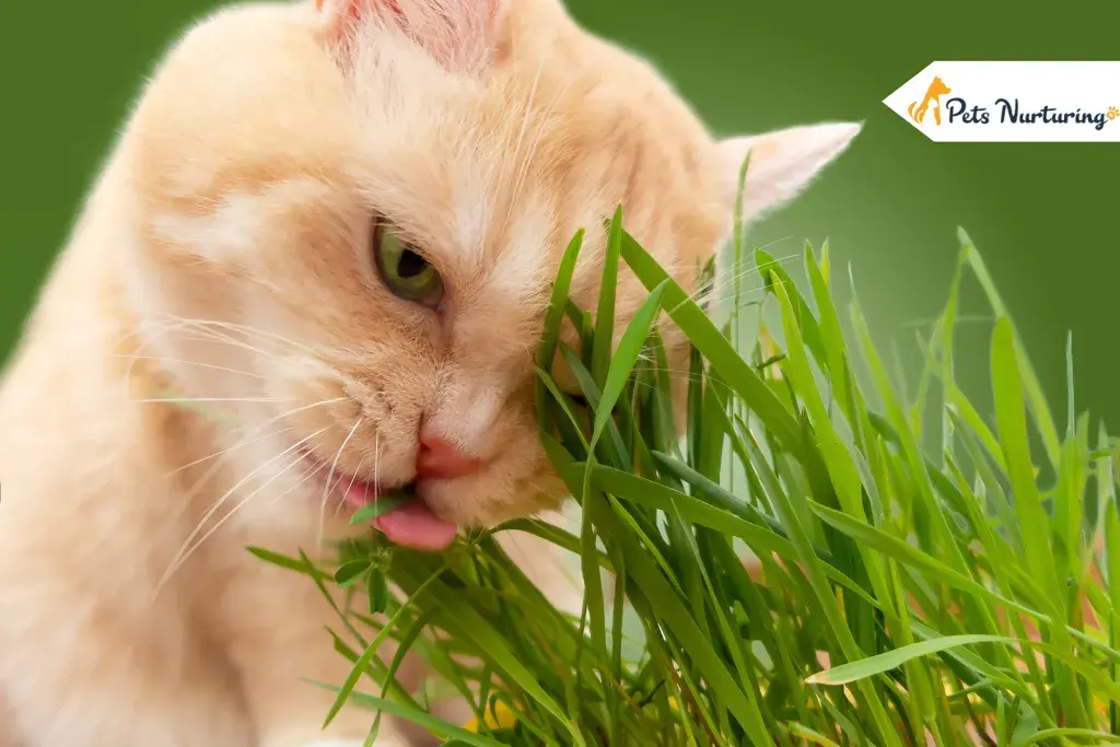 Cat Grasses